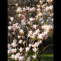 Magnolia Soulangeana (fam Magnoliacees) (01)